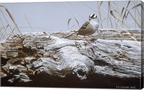 Framed White Crowned Sparrow Print