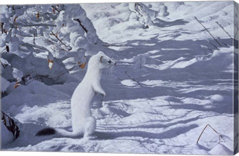 Framed Winter Cloak - Ermine Print