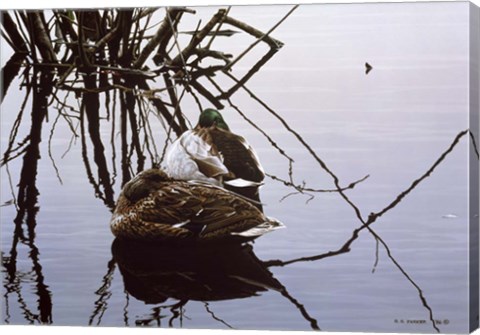 Framed Still Water - Mallards Print