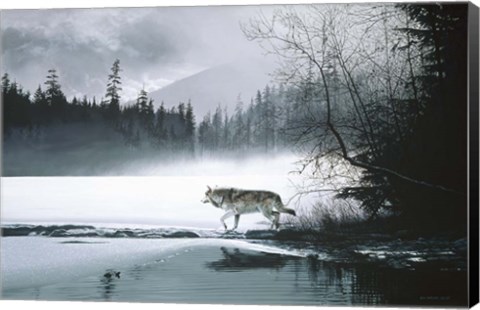 Framed Spring Mist - Gray Wolf Print