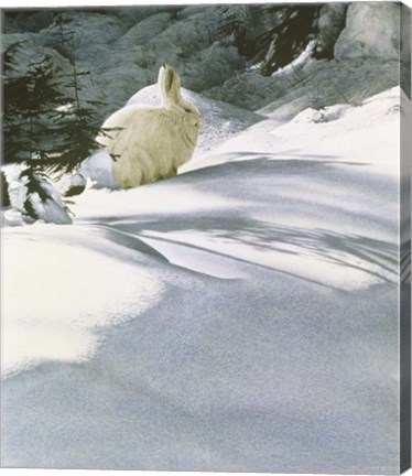 Framed Snow Shoe Hare Print