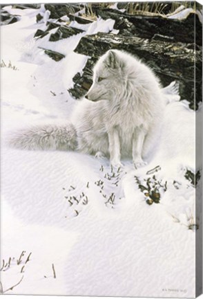 Framed Blue Shadows - Arctic Fox Print