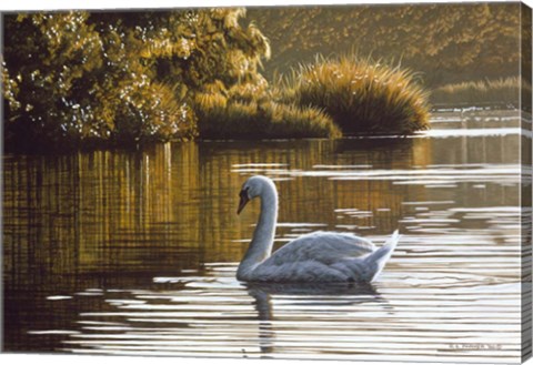 Framed Morning On The Lagoon - Mute Swan Print