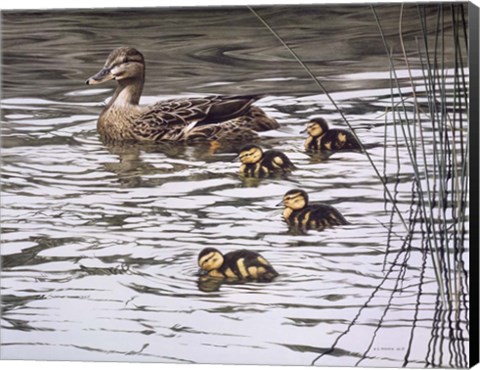 Framed Mallard Family Print