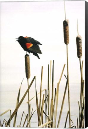 Framed Early Arrival- Red- Winged Blackbird Print