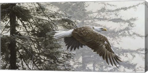 Framed Through The Firs Print