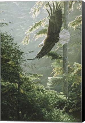 Framed Morning Flight - Eagle Print