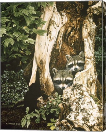 Framed Raccoon Pair Print