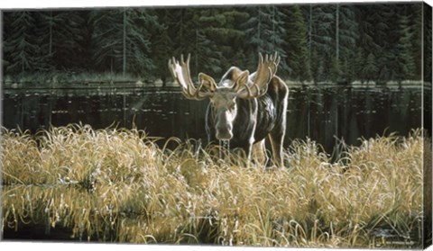 Framed Autumn Foraging - Moose Print