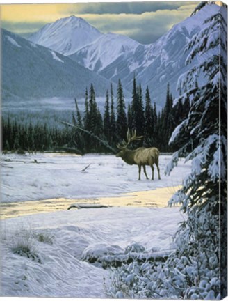 Framed Yellow Dawn - American Elk Print