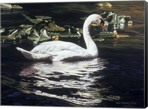Framed Mute Swan And Lily Pads Print
