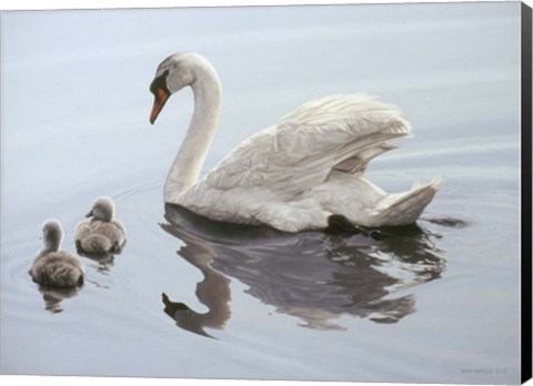 Framed Mute Swan And Two Cygnets Print