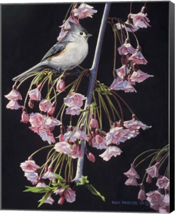 Framed Titmouse And Blossoms Print