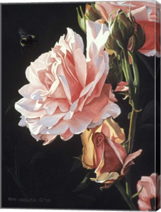 Framed Rose And Bumblebee Print