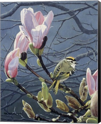 Framed Kinglet And Magnolia Print