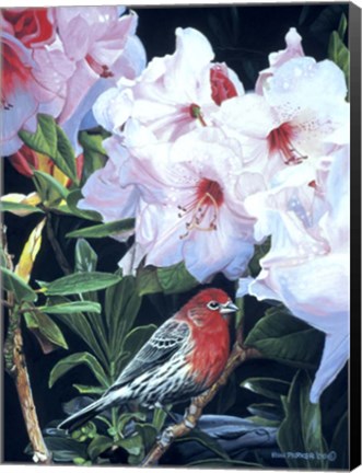 Framed Housefinch And Rhododendron Print
