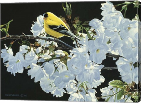 Framed Goldfinch And Blossoms Print