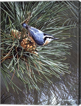 Framed Nuthatch On Pine Cone Print