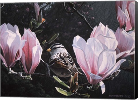 Framed Sparrow In Magnolia Print