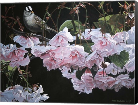 Framed Apple Blossoms Print