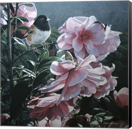 Framed Junco And Camelia Print