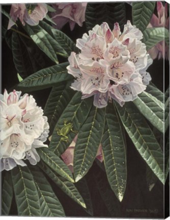 Framed Rhododendron Print