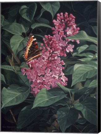 Framed Lilac Print