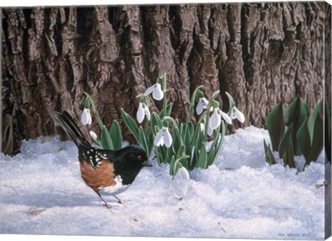 Framed Snowdrops Print