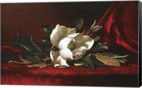 Framed Magnolia Flower Print