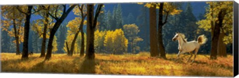 Framed Running Free Print