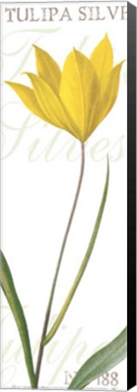 Framed Tulipa Silvestris Print