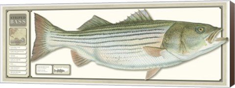 Framed World Record Striped Bass Print