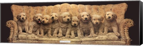 Framed Golden Pup Line-Up Print