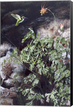 Framed Hummingbird Print