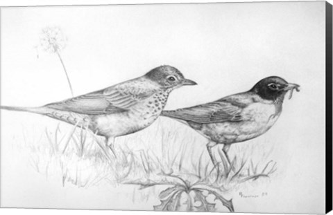 Framed Two Bird Study Print