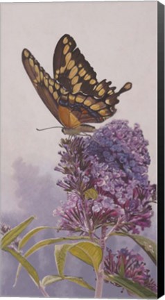 Framed Giant Swallowtail Print