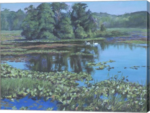 Framed Sunday Swans Print