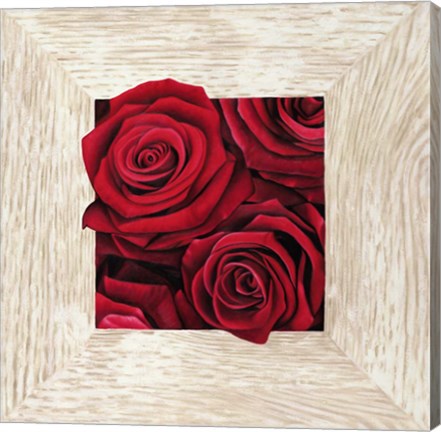 Framed French Roses II Print