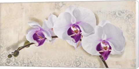 Framed Royal Orchid Print