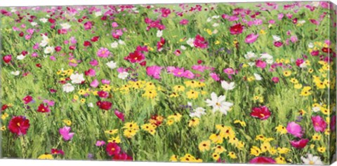 Framed Field of Flowers Print