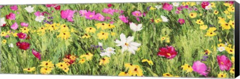 Framed Field of Flowers (Detail) Print