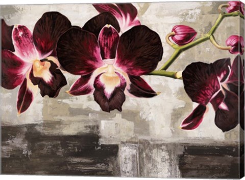 Framed Velvet Orchids Print