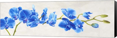 Framed Blue Orchid Print