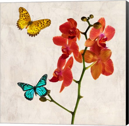 Framed Orchids &amp; Butterflies II Print