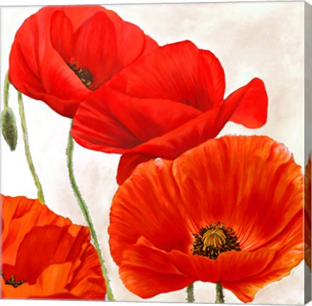 Framed Poppies II Print