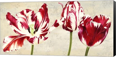 Framed Tulipes Royales Print