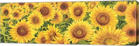 Framed Field of Sunflowers Print