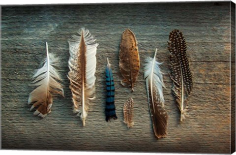 Framed Feather Collection I Print