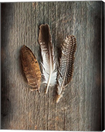 Framed Feather Collection II Print