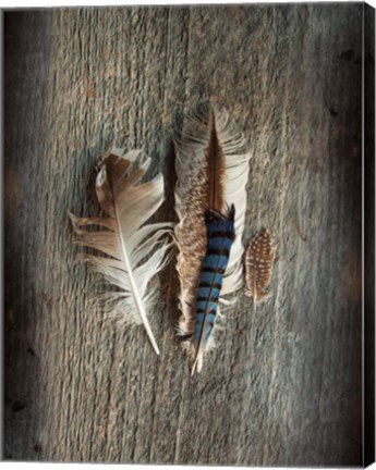 Framed Feather Collection III Print